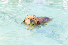 A dog swims in the pool with a tennis ball