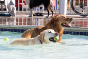 Two dogs enjoying the South Pool at Dog Daze 2023.