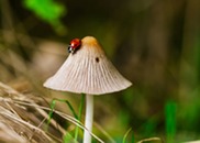 Ladybug on a mushroom