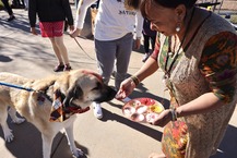 Woman blessing a dog on day of the dog
