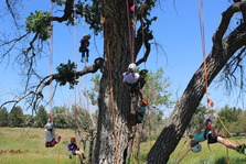 Children climbing a tree with ropes