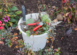 Bucket in a garden with pruner and plants that are done blooming.