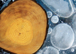 Tree trunk showing rings alongside a cross section of an ice core.