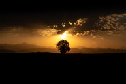 Image of a tree silhouette in front of a golden sunset by Andrew Vaughan