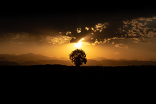 Image of a tree silhouette in front of a golden sunset by Andrew Vaughan