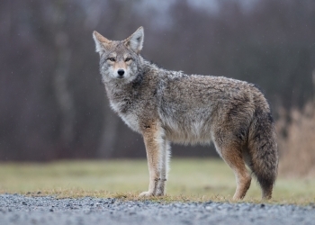 Image of a coyote looking at the camera