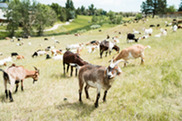 Herd of goats grazing in a park.