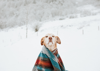 A dog wrapped in a blanket in the snow