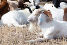A goat relaxes in a field