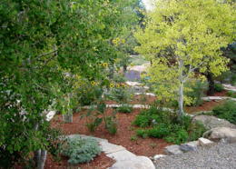 Xeriscaping with rocks, mulch, and trees.