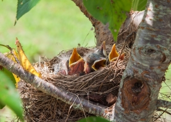 Baby birds in a nest