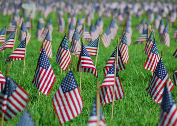 American flags in the grass