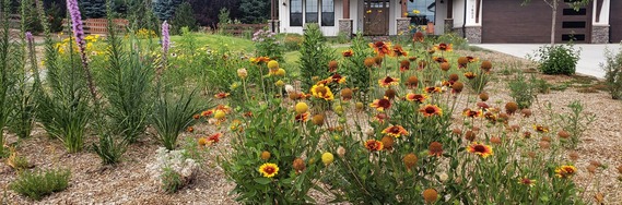 Flowers and plants in a fire-wise garden in front of a home
