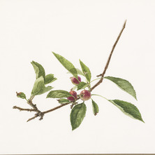 Illustration of a crabapple branch by Lori Ann Levy-Holm