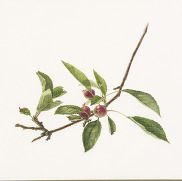 Illustration of a crabapple branch by Lori Ann Levy-Holm