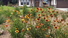 Garden featuring fire-wise plants