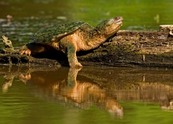Snapping turtle resting on a log