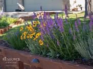 Puple and yellow perennials growing in a border