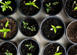 Seedlings growing in a line of pots.