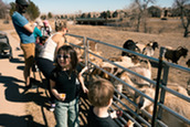 A young girl smiles while feeding goats 