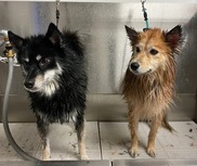 Two dogs being washed