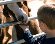 Child feeding a goat cropped.