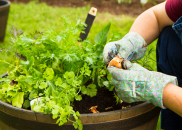 Person planting vegtables in a container.