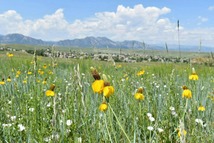 Flower in the Coyote Ridge Open Space.