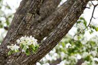 White flowers on a tree at Purple Park in Superior