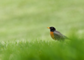 A black, orange, and gray bird in the grass at Purple Park