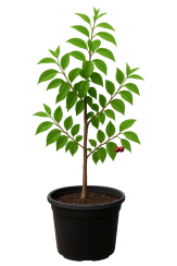 Young cherry tree in a 10-gallon pot