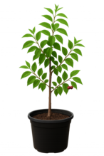 Young cherry tree in a 10-gallon pot