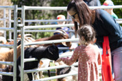 Parent and child feeding goats.