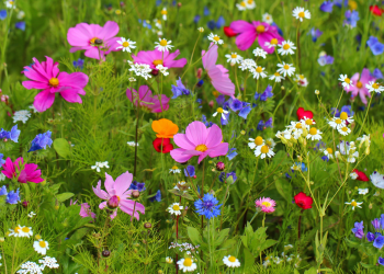 Colorful wildflowers