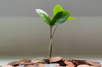 green plant sprouting out of a pile of pennies on a white background