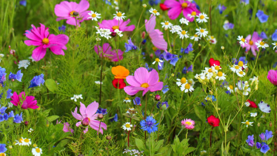 Colorful wildflowers in a grassy field