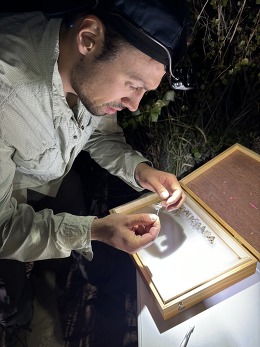 Dr. Ryan St. Laurent studying pollinators