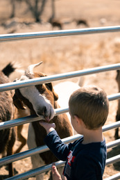 A kid feeds a goat out of his palm
