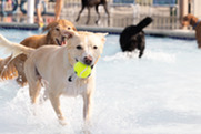 A tan dog with a tennis ball in its mouth enjoys a pool day