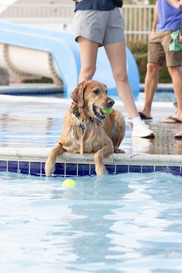 A golden retriever sits on the edge of the pool with a tennis ball in its mouth
