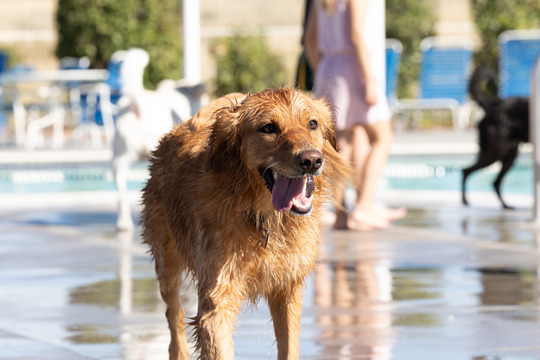 A golden retriever stands with its tongue out by the side of the pool during Dog Daze