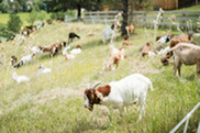 A brown and white goat grazes in a field with many other goats behind it
