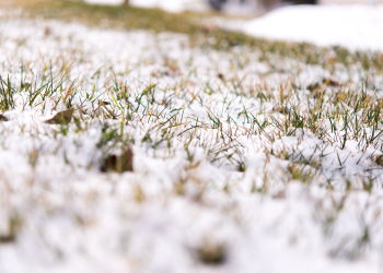 Green and yellow grass coated in snow