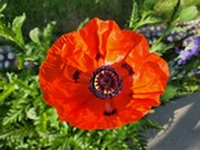A red poppy flower