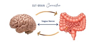 gut brain connection with image of vagus nerve, brain, and gut