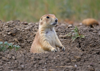 A prairie dog sticks its head out of a hole in the dirt