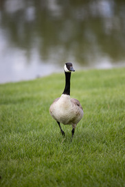 A goose in the green grass at Purple park in Superior