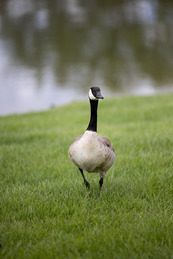 A goose in the green grass at Purple park in Superior