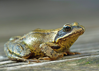 A frog on a rock