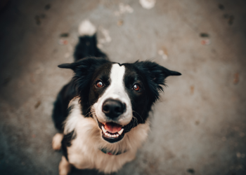 A black and white dog looks up at the camera
